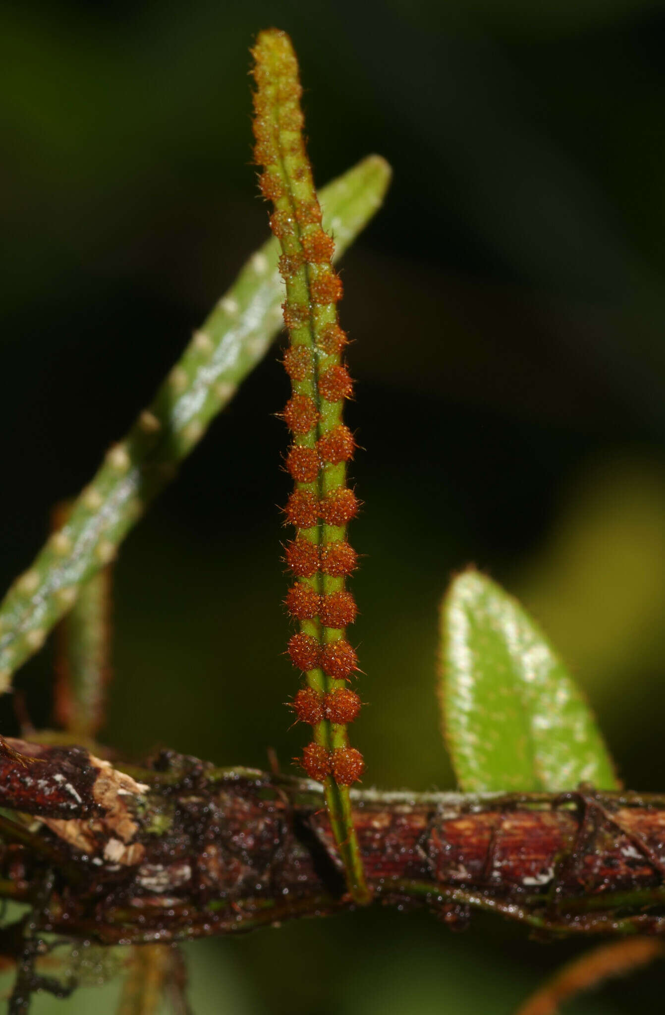 Image of Microgramma reptans (Cav.) A. R. Sm.