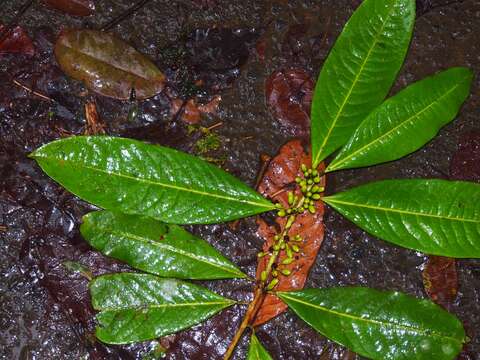 Image of Erythroxylum macrophyllum Cav.