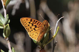 Слика од Speyeria coronis semiramis Edwards 1886