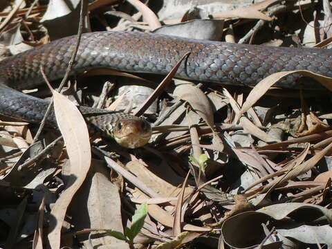 Image of Black whip snake