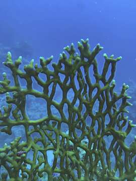 Image of Fire coral