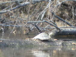 Image of Sabine map turtle