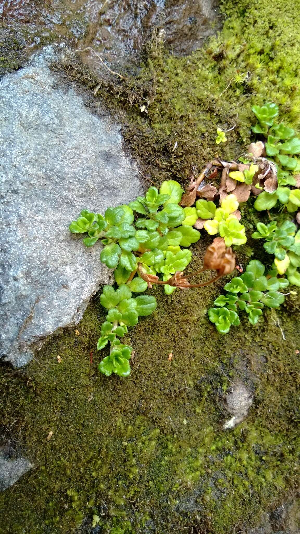 Слика од Ourisia caespitosa Hook. fil.