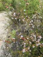 Image of Baeckea brevifolia (Rudge) DC.