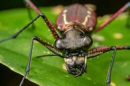 Plancia ëd Cicindela (Calochroa) lacrymans Schaum 1863