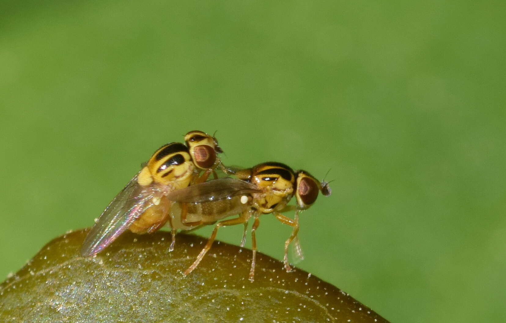 Image of Thaumatomyia notata (Meigen 1830)