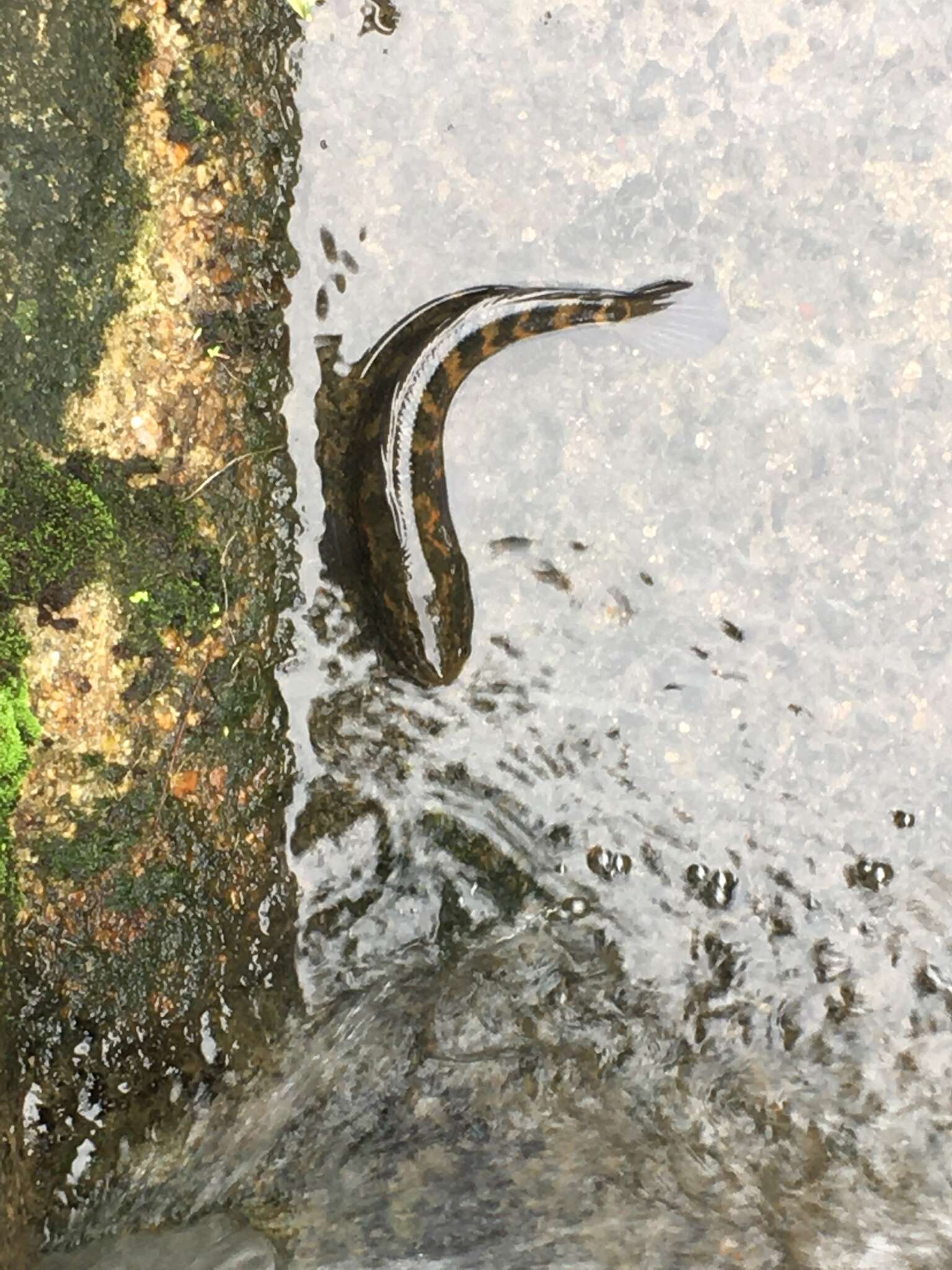 Image of Small snakehead