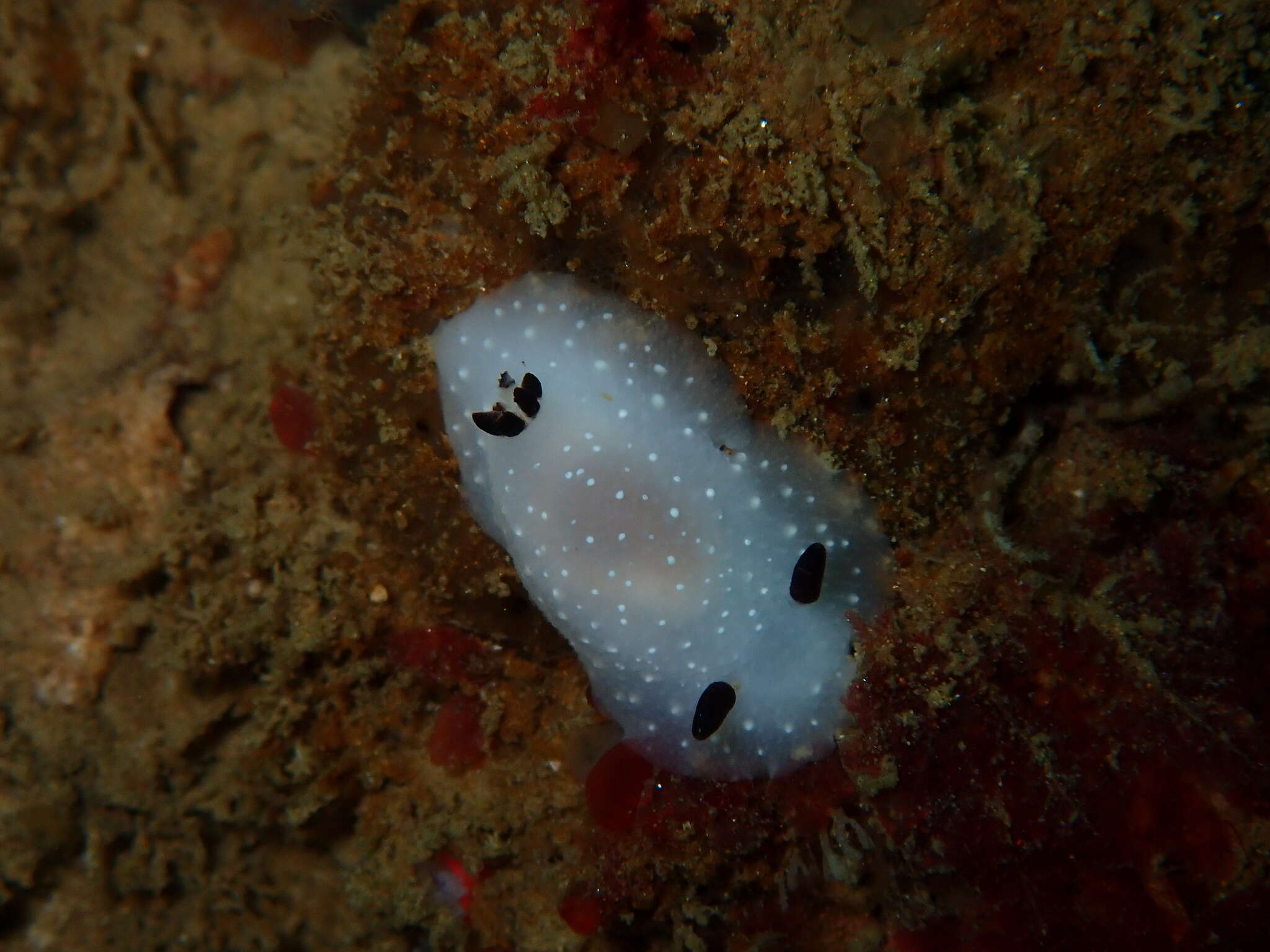 Imagem de Cadlina limbaughorum Lance 1962