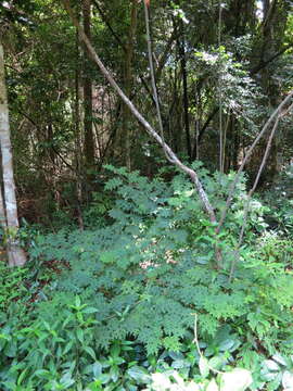 Image of Solanum mahoriense W. G. D' Arcy & A. Rakotozafy