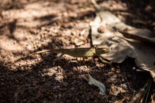 Image of Senegal Chameleon