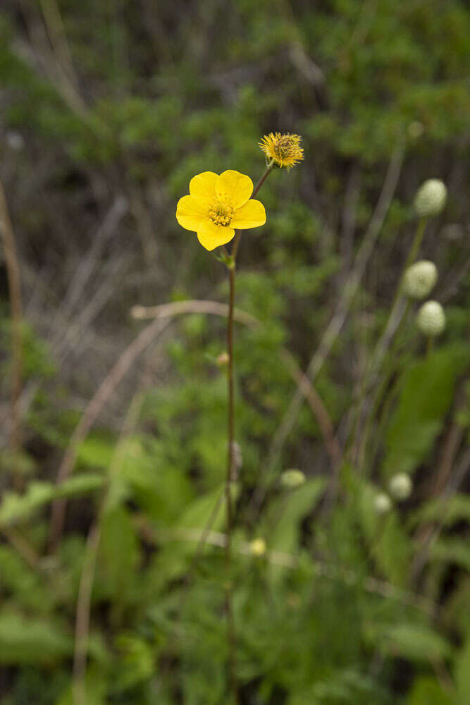 Image of Geum magellanicum Comm. ex Pers.