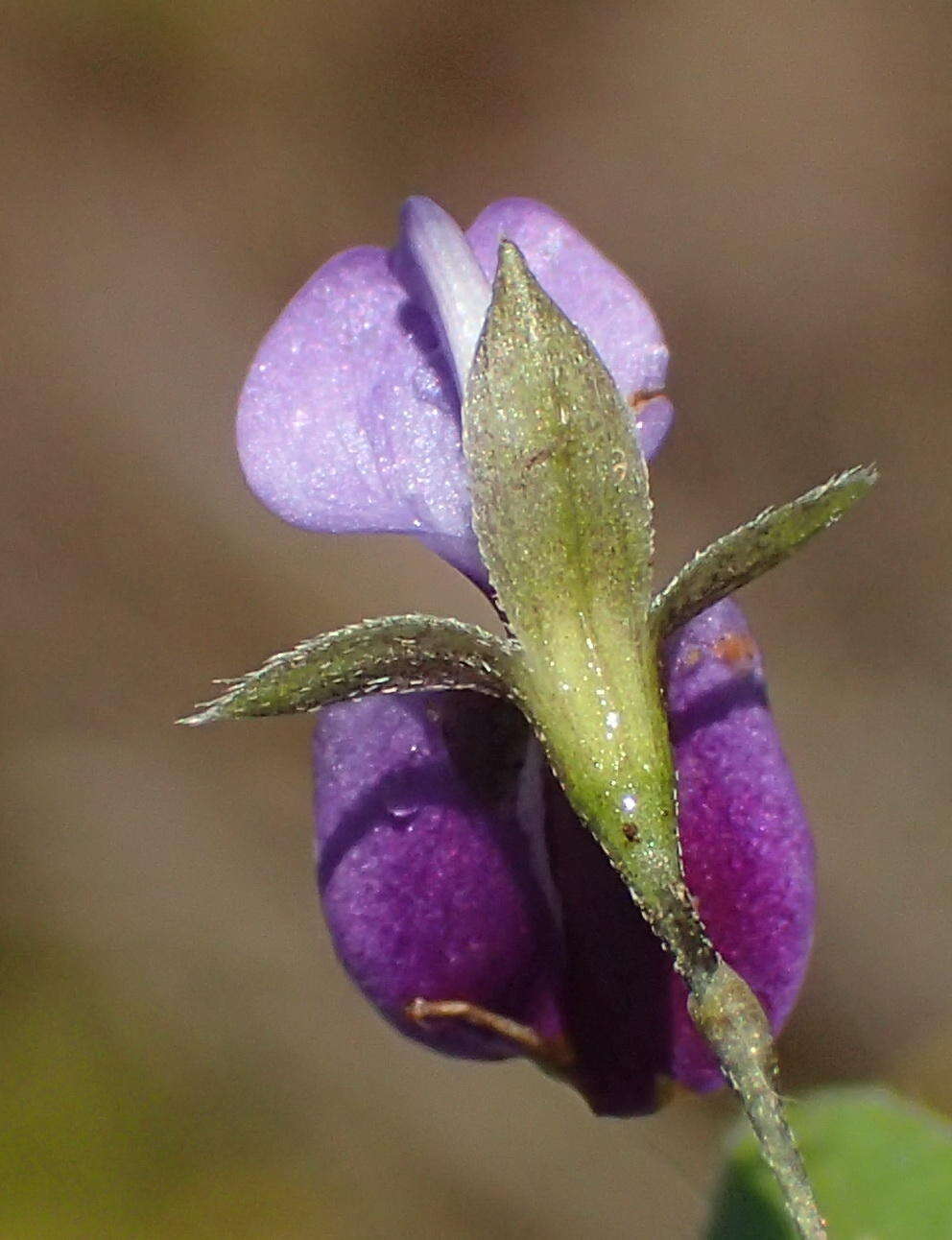 Psoralea plauta C. H. Stirt. resmi