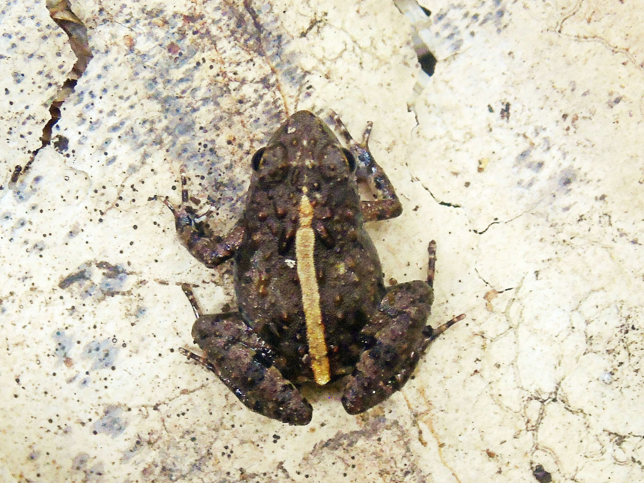 Image of Phrynobatrachus ungujae Pickersgill 2007