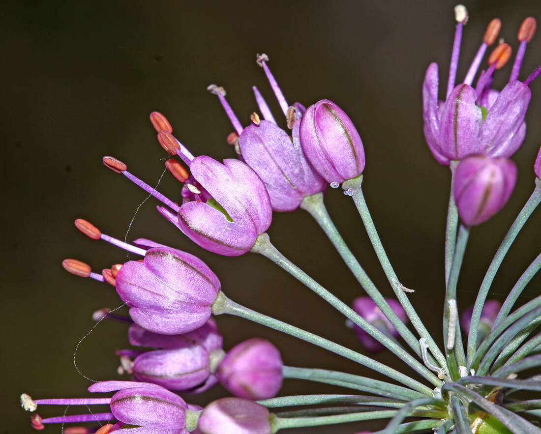 Image of Allium sacculiferum Maxim.