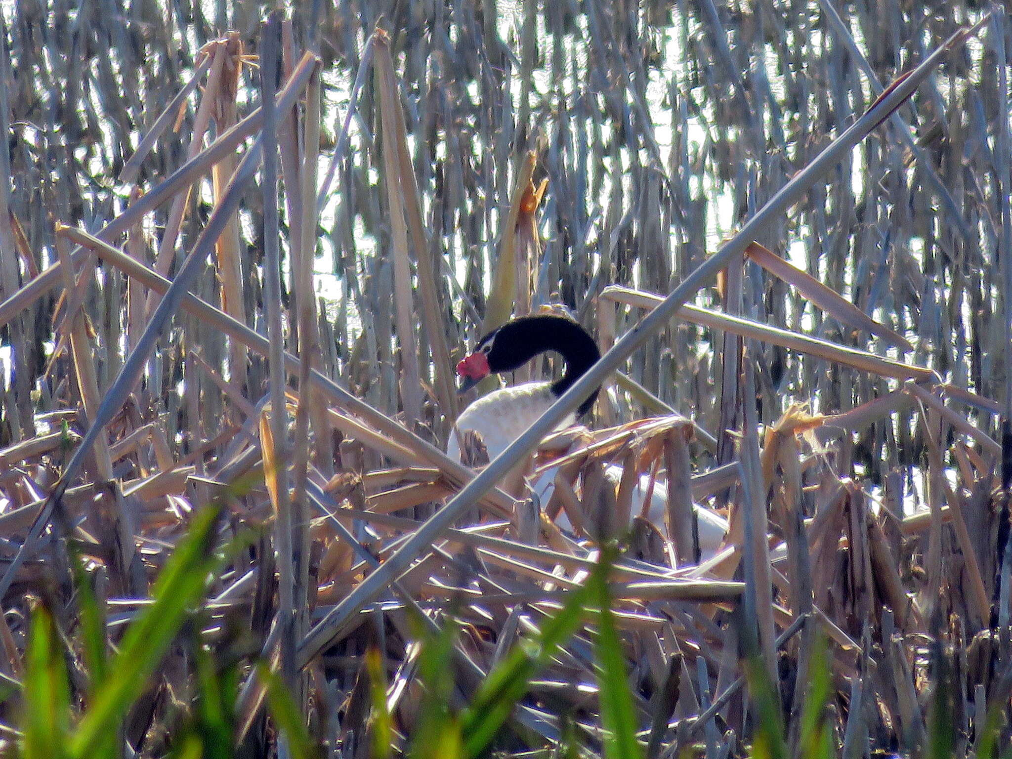 Imagem de Cisne-de-pescoço-preto