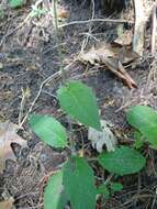 Image of common hawkweed