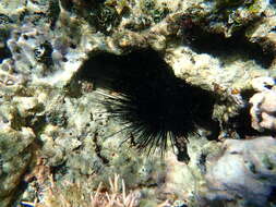 Image of spiny urchin