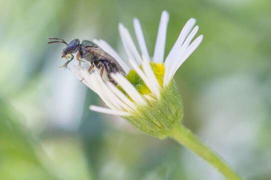 Image of Lasioglossum urbanum (Smith 1879)