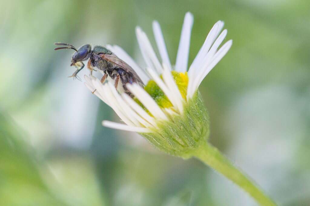 Image of Lasioglossum urbanum (Smith 1879)