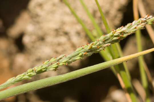 Panicum fauriei Hitchc. resmi