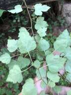 Imagem de Crataegus iracunda Beadle