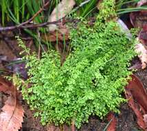 Image of Lindsaea microphylla Sw.