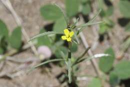 Image of sandysoil suncup