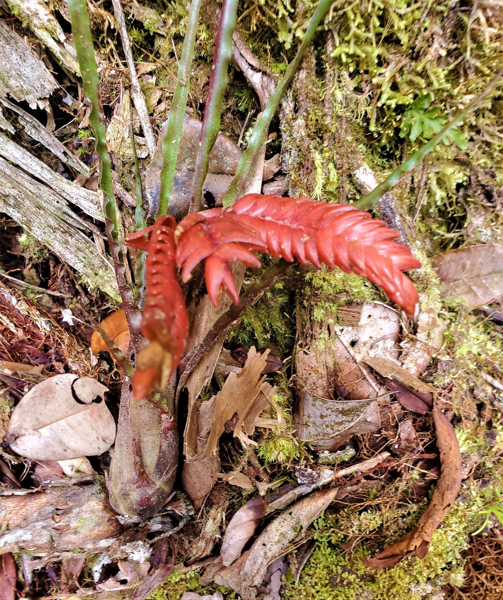 Racinaea undulifolia (Mez) H. Luther的圖片