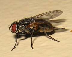 Image of house fly