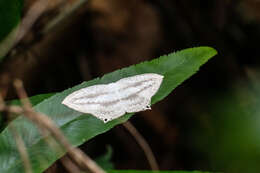 Image of Acropteris ciniferaria Walker