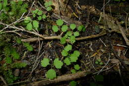 Image of Azorella hookeri Drude