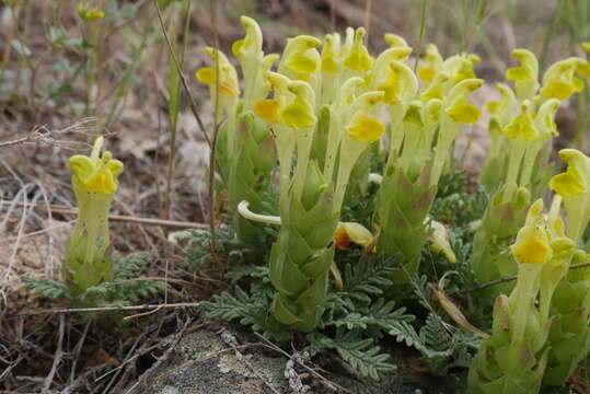 Scutellaria orientalis L.的圖片