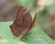 Image of Abisara bifasciata Moore 1877