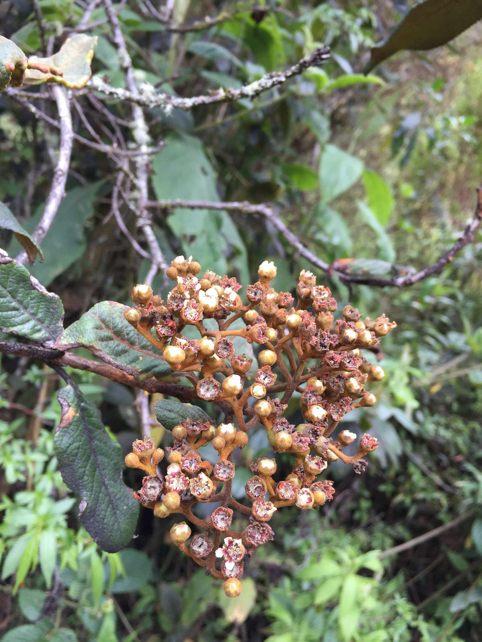 Hesperomeles ferruginea (Kunth) Lindl.的圖片