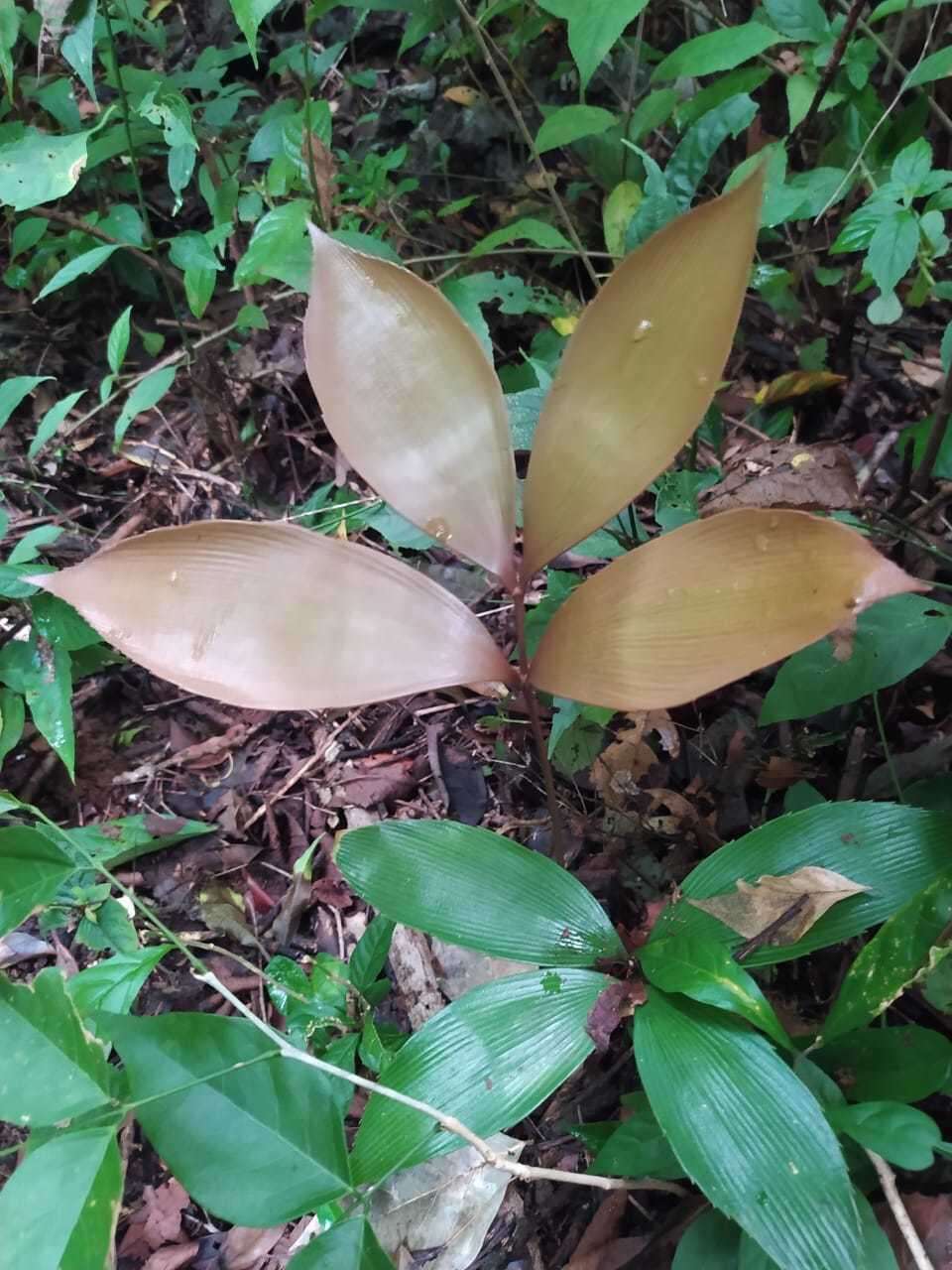 Image of Zamia purpurea Vovides, J. D. Rees & Vázq. Torres