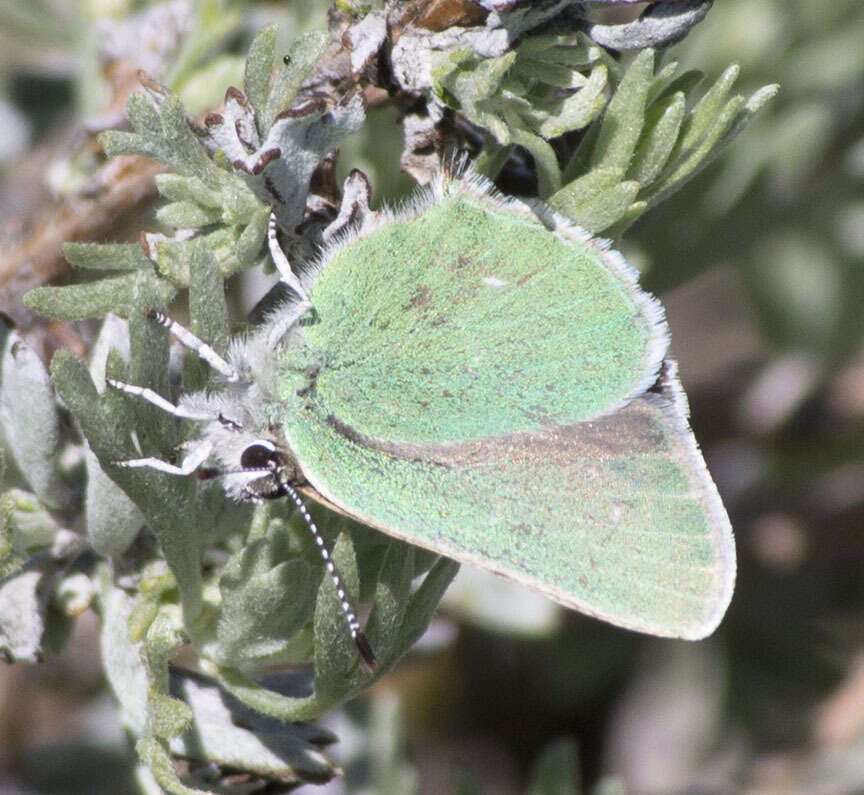 Image of <i>Callophrys <i>affinis</i></i> affinis