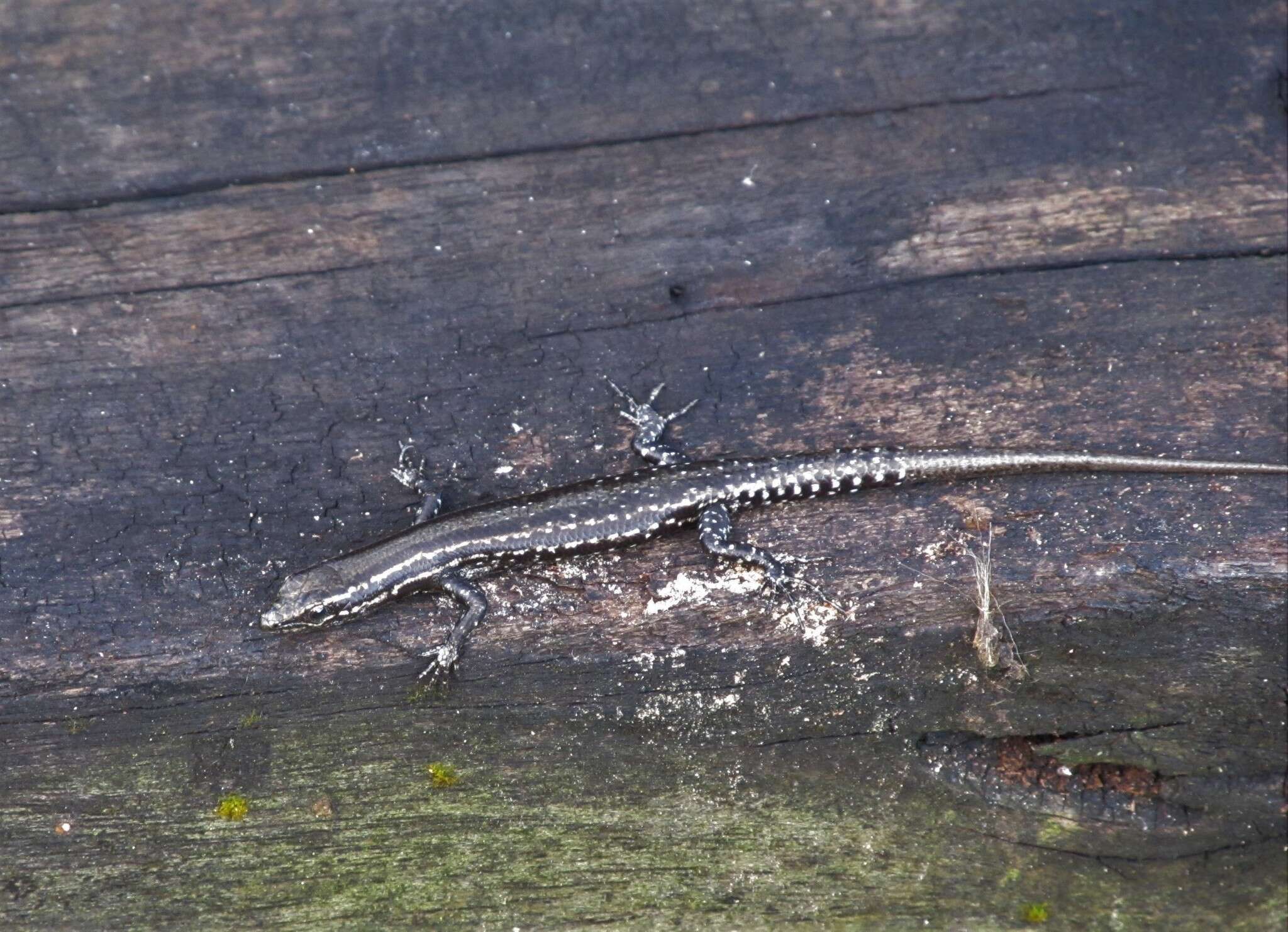 Image de Cryptoblepharus eximius Girard 1858