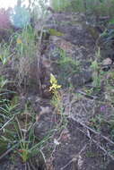 Imagem de Bulbine glauca (Raf.) E. M. Watson