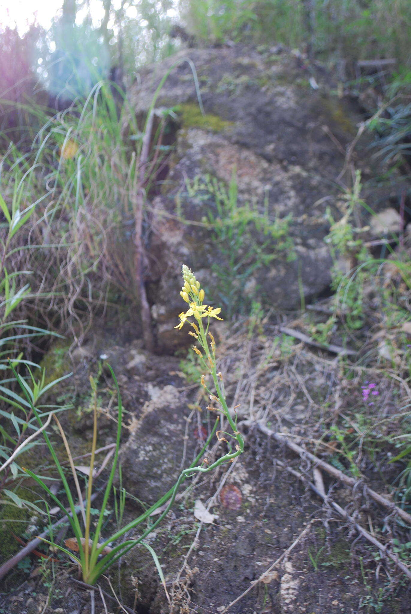 Imagem de Bulbine glauca (Raf.) E. M. Watson