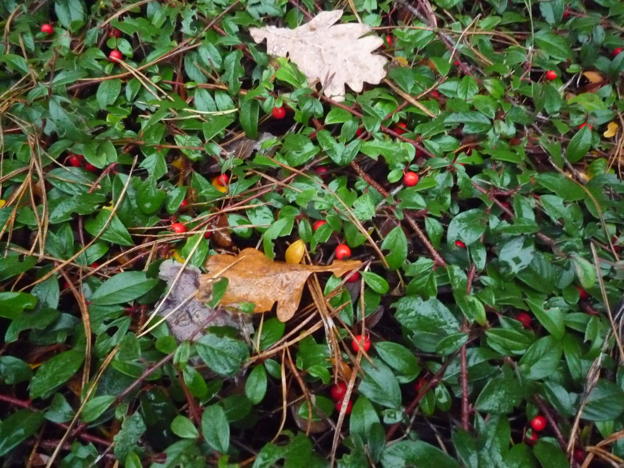 Imagem de Cotoneaster dammeri C. K. Schneid.