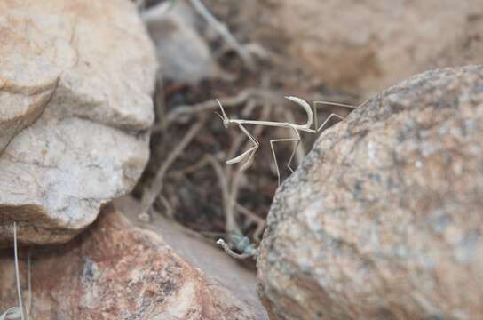 Image of Hypsicorypha