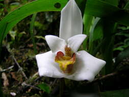 Image of Maxillaria lehmannii Rchb. fil.