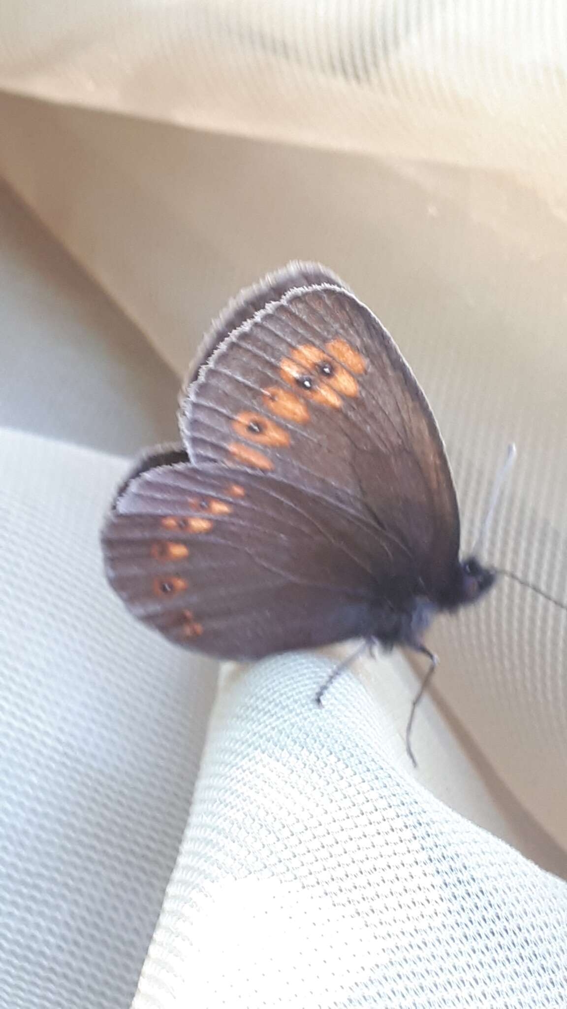 Image of Almond-eyed Ringlet