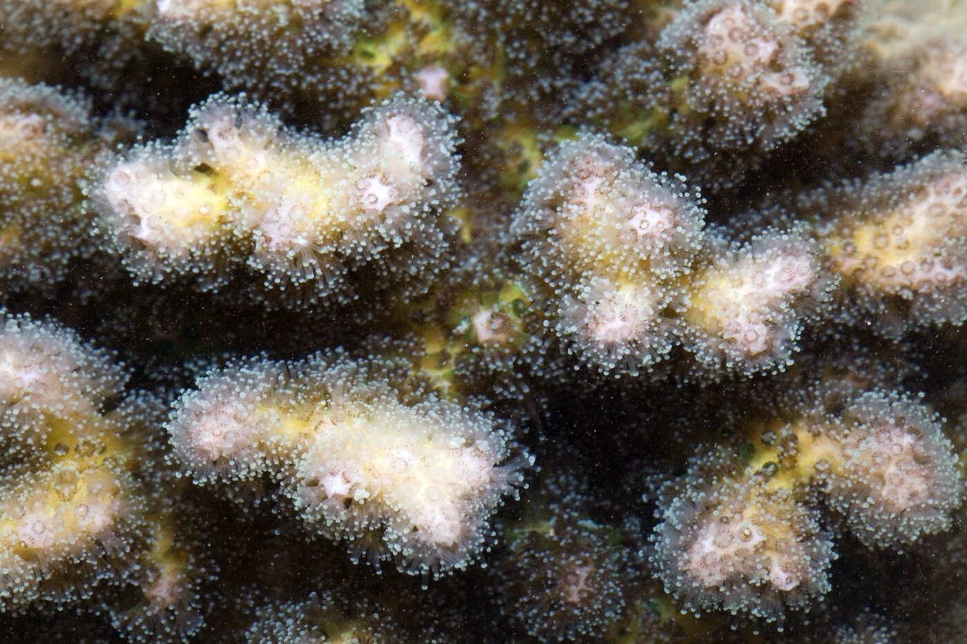 Sivun Pocillopora damicornis (Linnaeus 1758) kuva