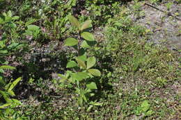 Image of Populus suaveolens Fisch.