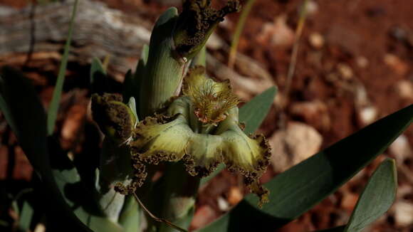 Image of Ferraria variabilis Goldblatt & J. C. Manning