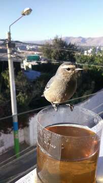 Image of Cinereous Conebill