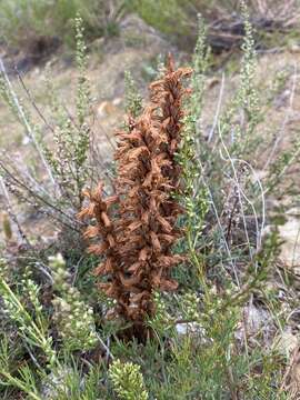 Image of Orobanche coerulescens Stephan