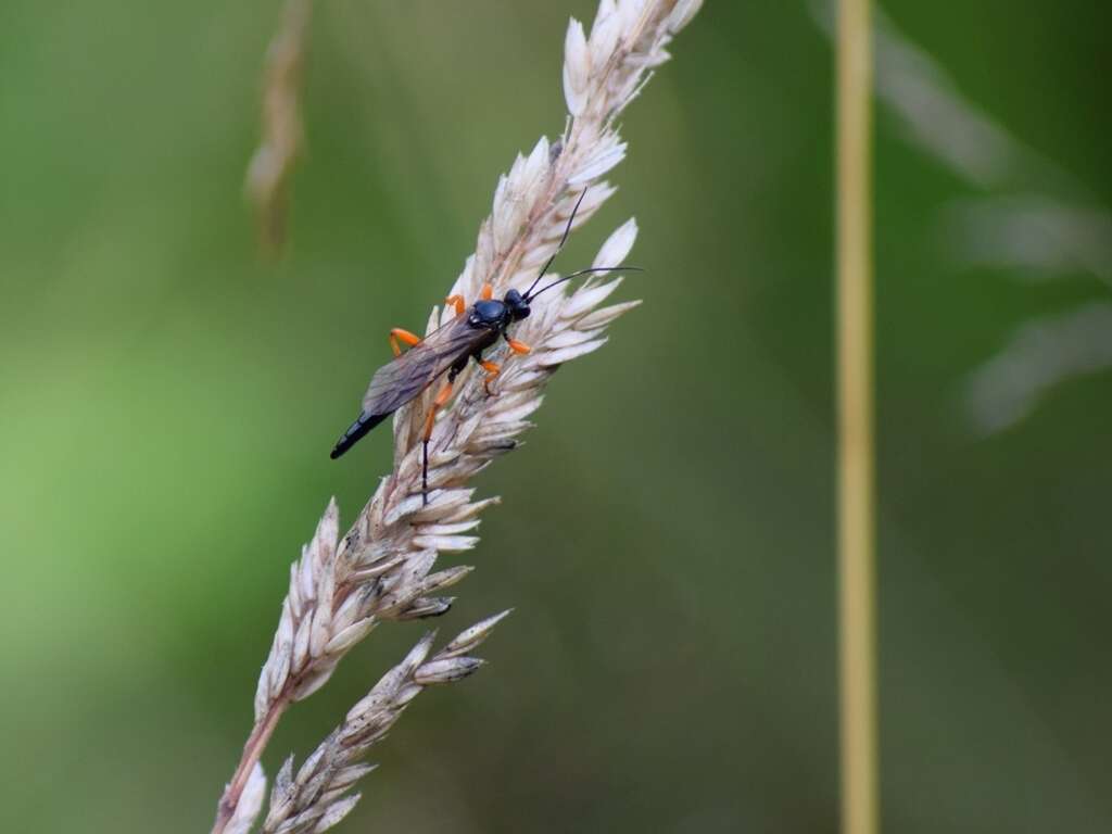 Image of Pimpla rufipes (Miller 1759)