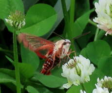 Imagem de Hemaris gracilis (Grote & Robinson 1865)